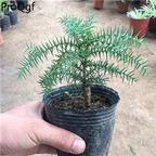 39usd 3pcs plant ngryise Araucaria heterophylla
