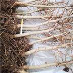 39usd ngryise 3pcs Pseudolarix amabilis plant