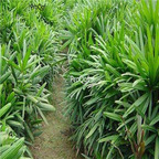 18usd ngryise 10pcs Rhapis excelsa plant