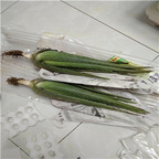 15usd ngryise 3pcs Aloe vera plant