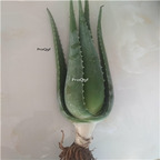 15usd ngryise 2pcs Aloe vera kulasuo plant