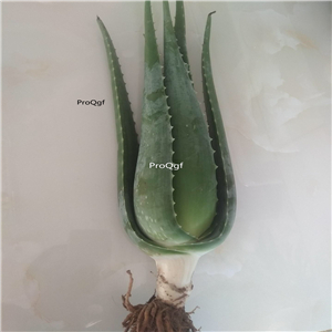 15usd ngryise 2pcs Aloe vera kulasuo plant