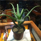 15usd ngryise 2pcs Aloe arborescens plant