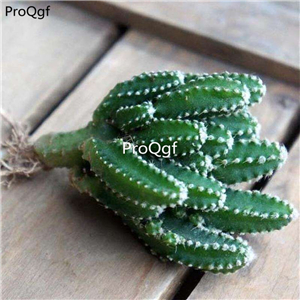 15usd ngryise 5pcs Cereus cv. Fairy Castle plant