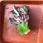 15usd ngryise 1pcs plant Euphorbia neriifolia