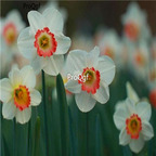 18usd common ngryise 10pcs Narcissus pseudonarcissus bulb