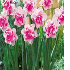18usd sweet ngryise 10pcs Narcissus pseudonarcissus bulb
