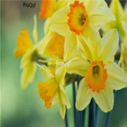 18usd gorgeous ngryise 10pcs Narcissus pseudonarcissus bulb