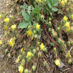 16usd ngryise 3000pcs Potentilla fragarioides seed