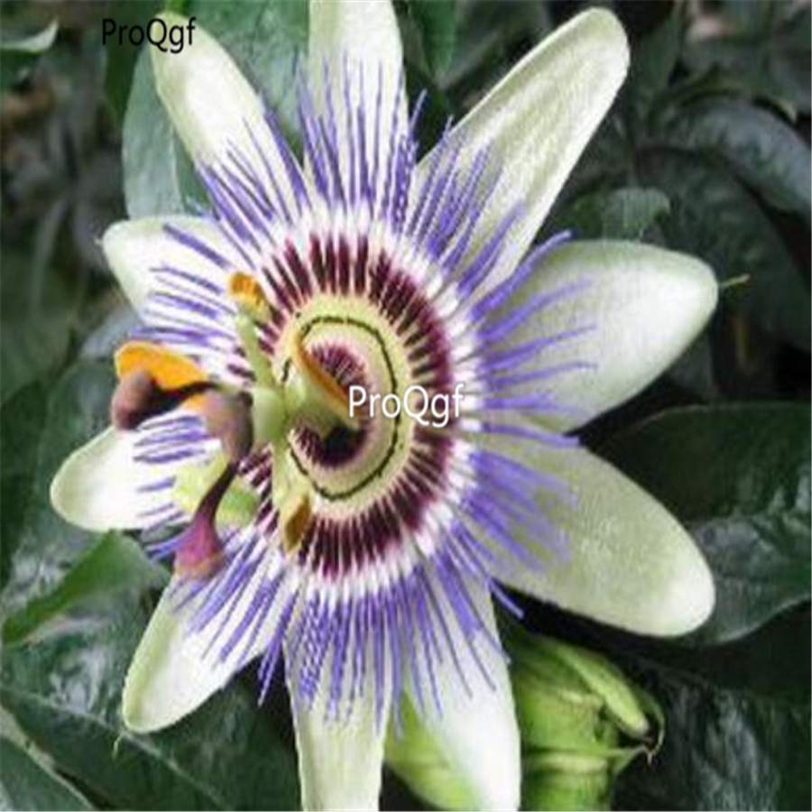 12usd Ngryise 1000pcs    Passiflora caerulea seed