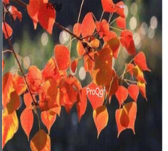 18usd Ngryise 500pcs Sapium sebiferum seed