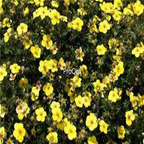 18usd ngryise 3000pcs Potentilla fruticosa seed