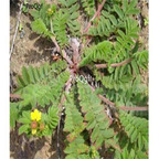 18usd ngryise 500pcs Potentilla discolor seed