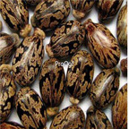 18usd ngryise 100pcs Ricinus communis seed