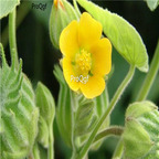 18usd ngryise 100pcs Abutilon theophrasti seed