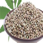 18usd ngryise 500pcs Cannabis sativa seed