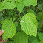 18usd ngryise 500pcs Boehmeria nivea seed