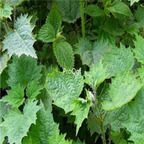 18usd ngryise 500pcs Urtica fissa seed