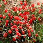 18usd ngryise 500pcs Ephedra sinica seed