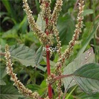 18usd ngryise 500pcs  Amaranthus lividus  seed