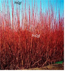 18usd ngryise 500pcs  Hibiscus cannabinus seed