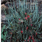 18usd ngryise 500pcs Ephedra equisetina seed