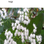 18usd ngryise 500pcs Eupatorium rugosum seed