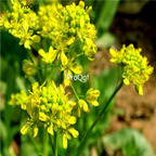 18usd ngryise 500pcs Isatis indigotica seed