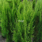 18usd ngryise 500pcs Platycladus orientalis seed