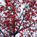 18usd ngryise 500pcs Bombax malabaricum seed