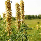 18usd ngryise 500pcs Sophora alopecuroides seed