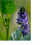 18usd ngryise 500pcs Psoralea corylifolia seed