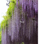 18usd ngryise 100pcs Wisteria villosa seed