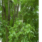 18usd ngryise 200pcs Pterocarpus indicus seed