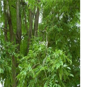 18usd ngryise 200pcs Pterocarpus indicus seed