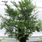 18usd ngryise 500pcs Diospyros vaccinioides seed