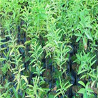 18usd ngryise 300pcs    Santalum album seed