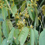 18usd ngryise 500pcs 0rmosia henryi seed