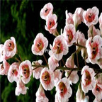 18usd ngryise 100pcs Bretschneidera sinensis seed