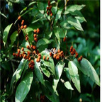 18usd ngryise 300pcs Emmenopterys henryi seed