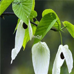 38usd ngryise 300pcs Davidia involucrata seed