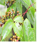 18usd ngryise 300pcs Tapiscia sinensis seed