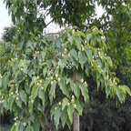 18usd ngryise 300pcs Camptotheca acuminata seed