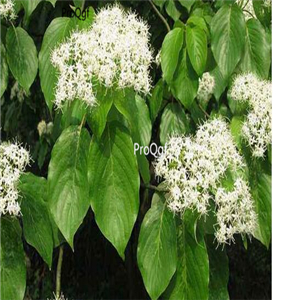 18usd ngryise 300pcs Bothrocaryum controversum seed