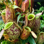 18usd ngryise 300pcs ampulla seed