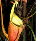 18usd ngrysie 300pcs Nepenthes bicalcarata seed
