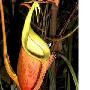 18usd ngrysie 300pcs Nepenthes bicalcarata seed