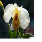 18usd ngryise 300pcs Paphiopedilum emersonii Koopowitz seed