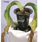 18usd ngryise 50pcs Welwitschia mirabilis seed