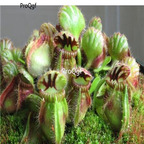 18usd ngryise 500pcs Cephalotus follicularis seed